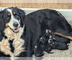 Small Photo #1 Bernese Mountain Dog Puppy For Sale in CANON CITY, CO, USA