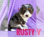 Puppy RUSTY Miniature Bernedoodle