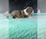 Small Photo #35 Boston Terrier Puppy For Sale in TULARE, CA, USA