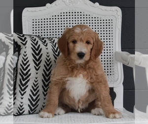 Goldendoodle Puppy for sale in FREDERICKSBURG, OH, USA
