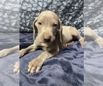 Small Photo #9 Weimaraner Puppy For Sale in CALDWELL, OH, USA