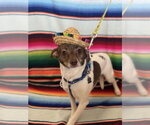 Small #11 Chihuahua