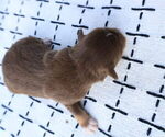 Small Photo #59 Miniature Australian Shepherd Puppy For Sale in DAWSON, GA, USA