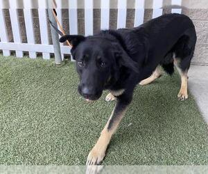 German Shepherd Dog Dogs for adoption in Modesto, CA, USA
