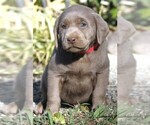 Small Photo #6 Labrador Retriever Puppy For Sale in REEDLEY, CA, USA