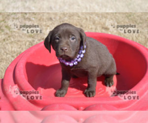 Labrador Retriever Puppy for sale in SANGER, TX, USA