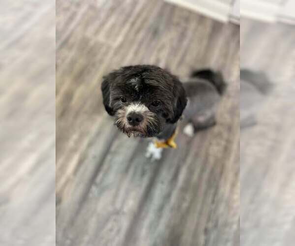 Medium Photo #2 Shih Tzu-Unknown Mix Puppy For Sale in Mundelein, IL, USA