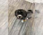 Small #1 Shih Tzu Mix