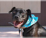 Small Photo #2 Labrador Retriever-Unknown Mix Puppy For Sale in Lake Forest, CA, USA
