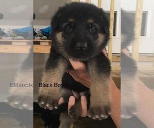 German Shepherd Dog Puppy for sale in CASSATT, SC, USA