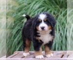 Small #3 Bernese Mountain Dog