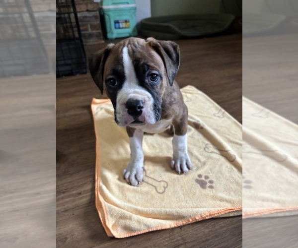 Medium Photo #1 American Bully-Boxer Mix Puppy For Sale in HAMMOND, IN, USA