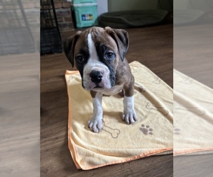 Medium American Bully-Boxer Mix