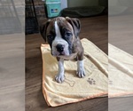 Puppy Zeus American Bully-Boxer Mix