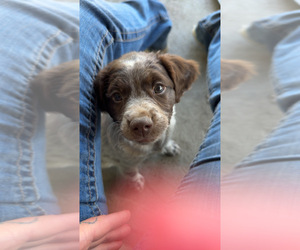 Brittany Puppy for sale in HINES, OR, USA