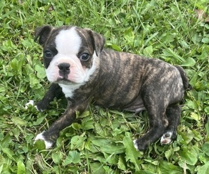 Medium Boston Terrier