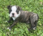 Puppy Charlie Boston Terrier