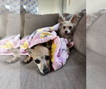 Small #4 Chihuahua Mix