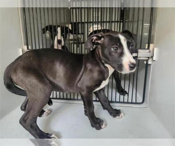 Medium Photo #1 Staffordshire Bull Terrier-Unknown Mix Puppy For Sale in Houston, TX, USA
