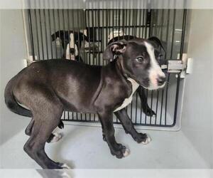 Staffordshire Bull Terrier-Unknown Mix Dogs for adoption in Houston, TX, USA