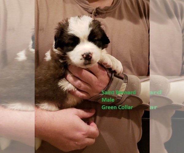 Medium Photo #1 Saint Bernard Puppy For Sale in BERESFORD, SD, USA