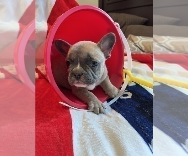Medium Photo #14 French Bulldog Puppy For Sale in AVON PARK, FL, USA