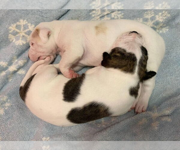 Medium Photo #2 Mutt Puppy For Sale in Evansville, IN, USA