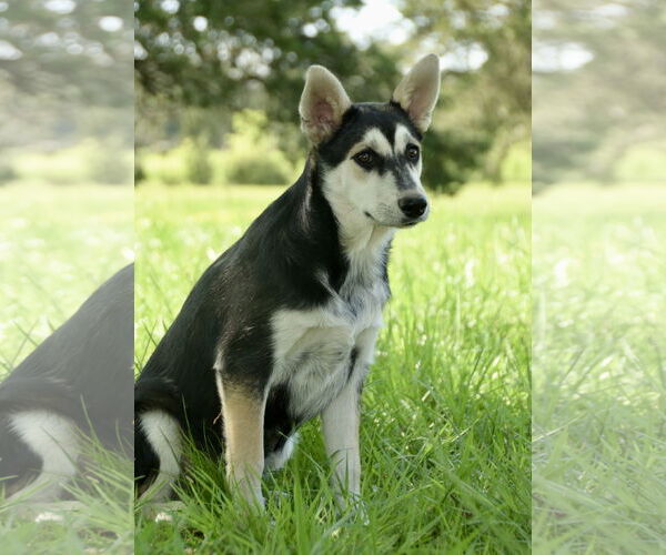 Medium Photo #11 Siberian Husky-Unknown Mix Puppy For Sale in Okolona, MS, USA