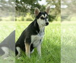 Small #10 Siberian Husky Mix