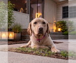 Small #1 Labrador Retriever