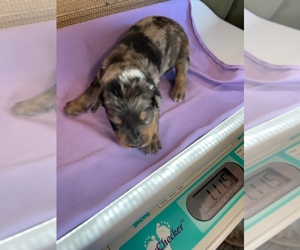 Medium Photo #9 Border Collie-Golden Retriever Mix Puppy For Sale in OVERLAND PARK, KS, USA