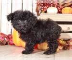 Small Photo #1 Poodle (Miniature) Puppy For Sale in MOUNT VERNON, OH, USA