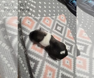 Akita Puppy for sale in HUTCHINSON, MN, USA
