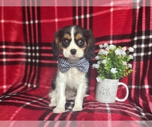 Cavalier King Charles Spaniel Puppy for sale in LAKELAND, FL, USA