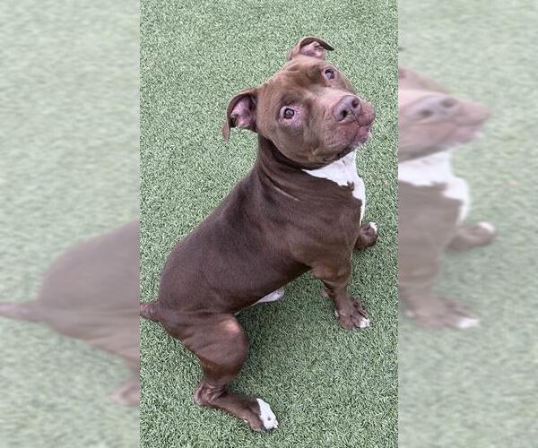 Medium Photo #1 Mutt Puppy For Sale in Newton, NC, USA