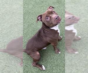 Mutt Dogs for adoption in Newton, NC, USA