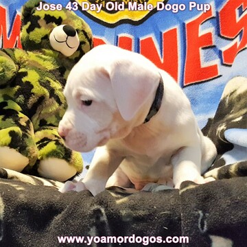 Medium Photo #265 Dogo Argentino Puppy For Sale in JANE, MO, USA