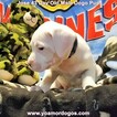Small Photo #265 Dogo Argentino Puppy For Sale in JANE, MO, USA