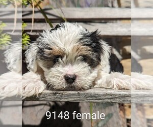 Zuchon Puppy for sale in CLARE, IL, USA