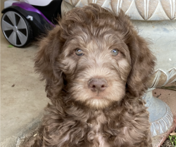 Medium Photo #1 Labradoodle Puppy For Sale in LANCASTER, CA, USA