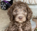 Small Photo #1 Labradoodle Puppy For Sale in LANCASTER, CA, USA