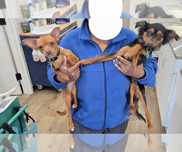 Medium Photo #3 Chihuahua-Unknown Mix Puppy For Sale in Brewster, NY, USA