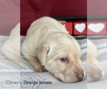 Small Photo #6 Labrador Retriever Puppy For Sale in INVERNESS, FL, USA