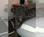 Bindi - Female Mutt Dog for Adoption - Small photo
