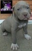 Small Photo #1 American Bully Puppy For Sale in LANCASTER, PA, USA