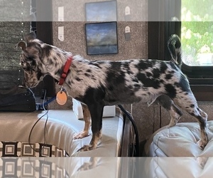 Chiweenie-YorkiePoo Mix Puppy for sale in GRANBURY, TX, USA