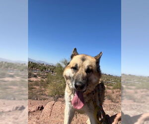 Toby (Courtesy post) - Male German Shepherd Dog Dog for Adoption - Photo #5