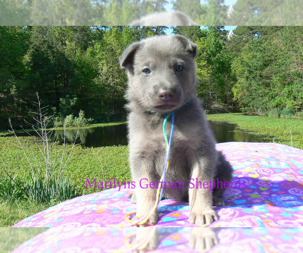 Medium Photo #3 German Shepherd Dog Puppy For Sale in PIEDMONT, MO, USA