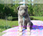 Small #2 German Shepherd Dog