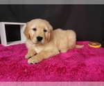 Puppy 2 Golden Retriever